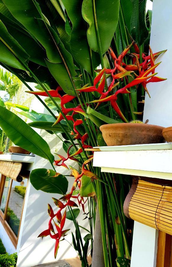 Bed and Breakfast The Edicha Lovina Exterior foto